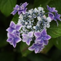 ガク紫陽花