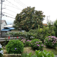 「開成町あじさいまつり2025」が開催されている！！主役は？