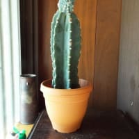 暑い、暑いぜ　どうなっとん