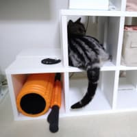 我が家にも来た嵐 4