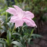 県美術館の公園