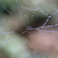 雨上がりの蜘蛛の糸