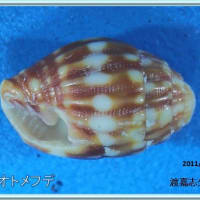 ミヨリオトメフデ