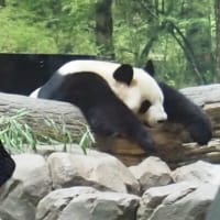 思いで作り　上野の動物園　パンダちゃんファミリー