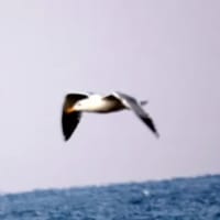 06/26探鳥記録写真：2025年３月に出会った鳥たち②