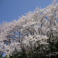 久松山の桜