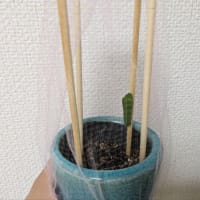 さくらもちさま🌸ありがとうございます🥹🍀