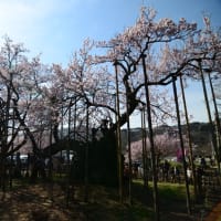 神代桜