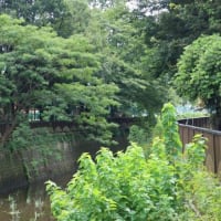 24/8/8【８時台からのお散歩】　雨上がりの朝は、とっても蒸し暑い、小学生の夏休みの朝