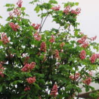 ホオ（朴）の花 ・ ベニバナトチの花