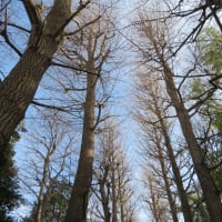 太田黒公園の正門を入った所から見える大木が枯れていても素敵ですね。