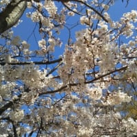 駕与丁公園の桜（2019年4月）