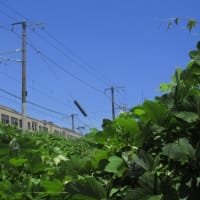 山陽本線115系3000番台　夏草が生い茂る頃　2025-06-27
