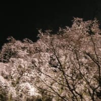 六義園の夜桜