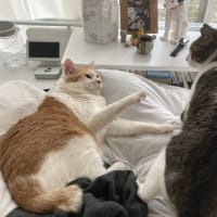 本日の猫たち#231