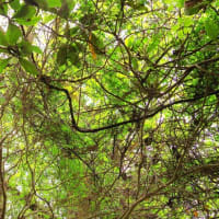 愛媛県大洲市、豊茂甲「豊茂のコガノキ」（市指定）です！！