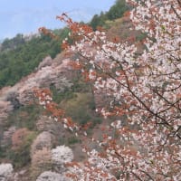 初めての吉野山桜
