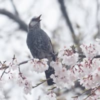 曇天の桜メジロ
