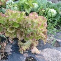 春野菜の終焉！