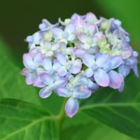 秋吉台と紫陽花