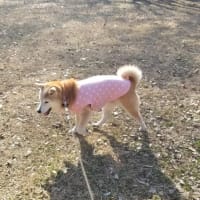クリンへの想いは尽きなくて・・・310