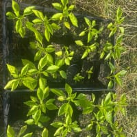 ピーマン定植など