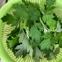 菜園のヨモギが食べ頃なので玄米ヨモギぼろぼろジューシーを作った！