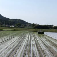 新緑の頃。