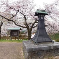 富山市松川の桜