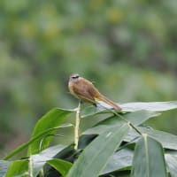 ミツユビカワセミ・ヒロハシなど～GWタイの野鳥