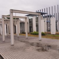 ６月のひまわり
