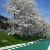 桜満開　春４月