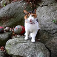 坂の街の猫たち　2025年2月　その6