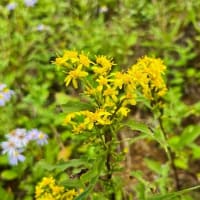 1400 　初秋の花巡りで入笠山（パート２）     2024. 09. 15～16    曇り時々晴れ