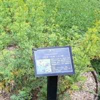 ハーブ園の風景・・・大阪公立大学附属植物園