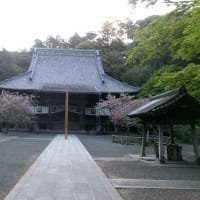 2024　桜巡り5　鎌倉
