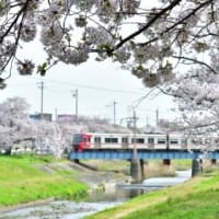 桜と名鉄電車、其の九