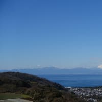河津桜は河津以外でも見れるのです