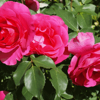 薔薇が咲いた。