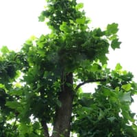 花が美しい高木　白雲木のその後、