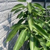 夏至（エキナセア、蓮のつぼみ、葡萄、イチジク、すだち）
