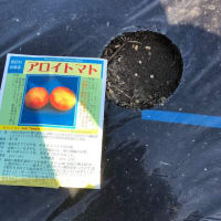 直播のトマト発芽