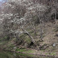 弘前公園（弘前城）の桜　その７