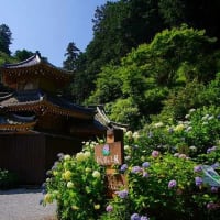 2025年6月:「大平山連祥院六角堂」で花手水を記録してきました。