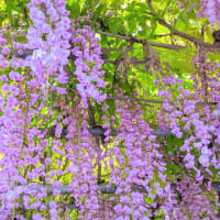 西条　長福寺の藤の花