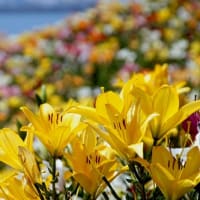 舞洲ゆり園へ♪