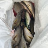 2号船午前便タテ釣り、午後便イサキ釣り