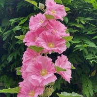 それは芽生えている