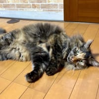 ６月２６日　あっちこっちで落ちてます