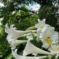 ６月　２７日